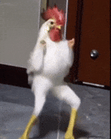Poule